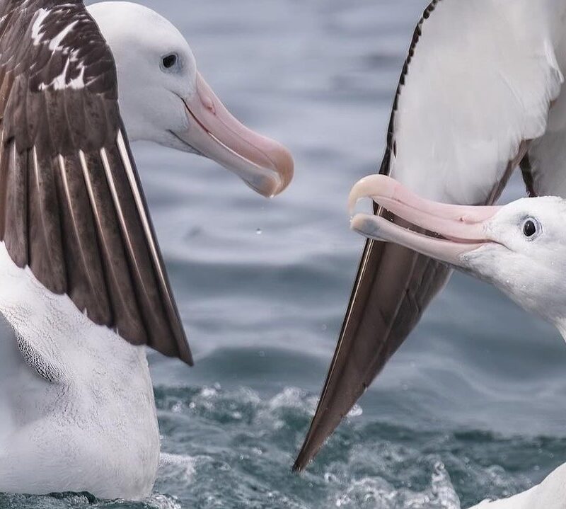 Albatross Encounter
