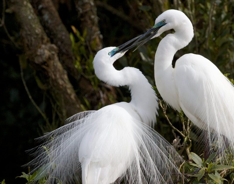 White Heron Sanctuary Tours