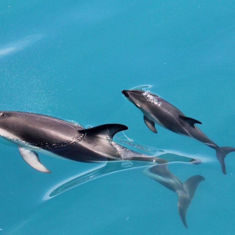 Dolphin Encounter