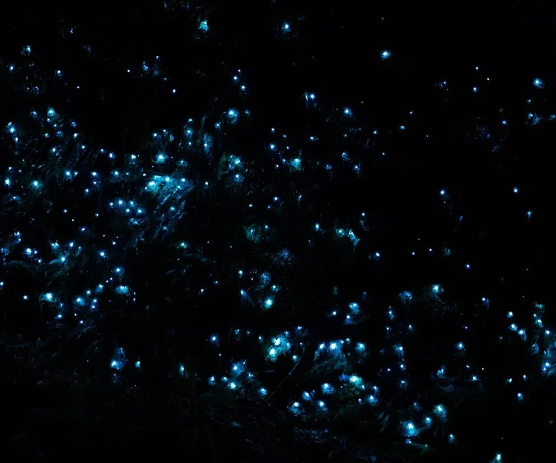 Glow Worm Dell Hokitika