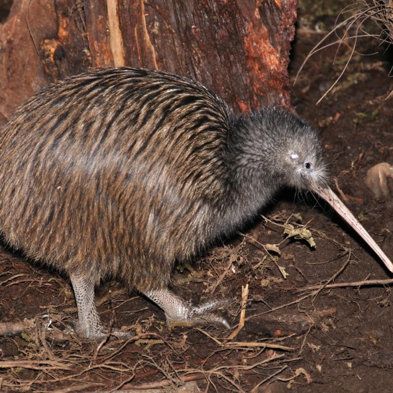 The National Kiwi Centre