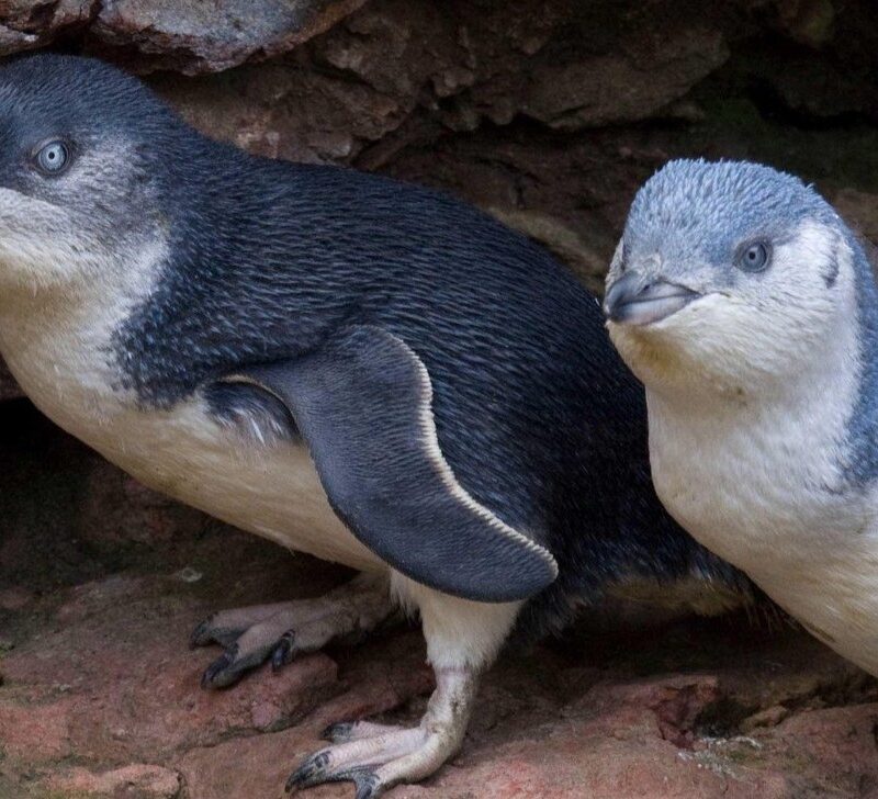 Pohatu Penguins