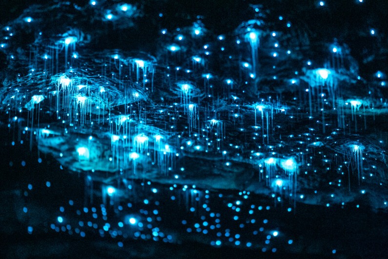 Te Anau Glowworm Caves