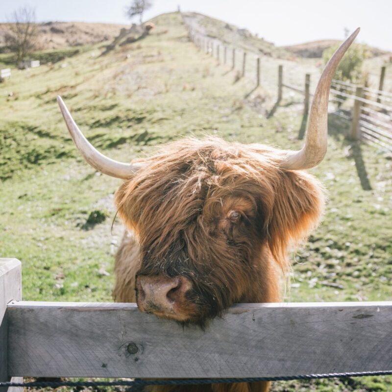 Walter Peak Station – Queenstown