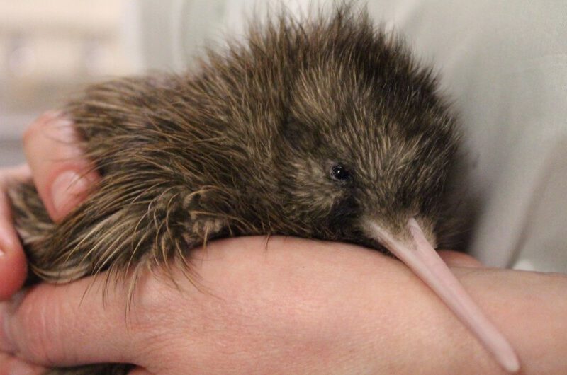 West Coast Wildlife Centre