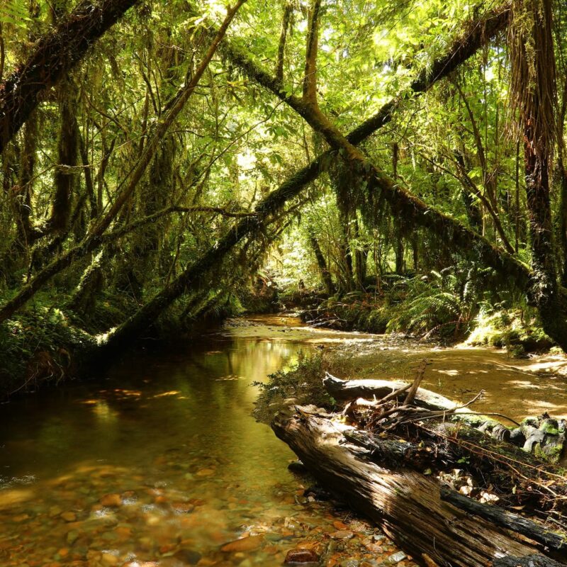 Kahikatea Forest Walk